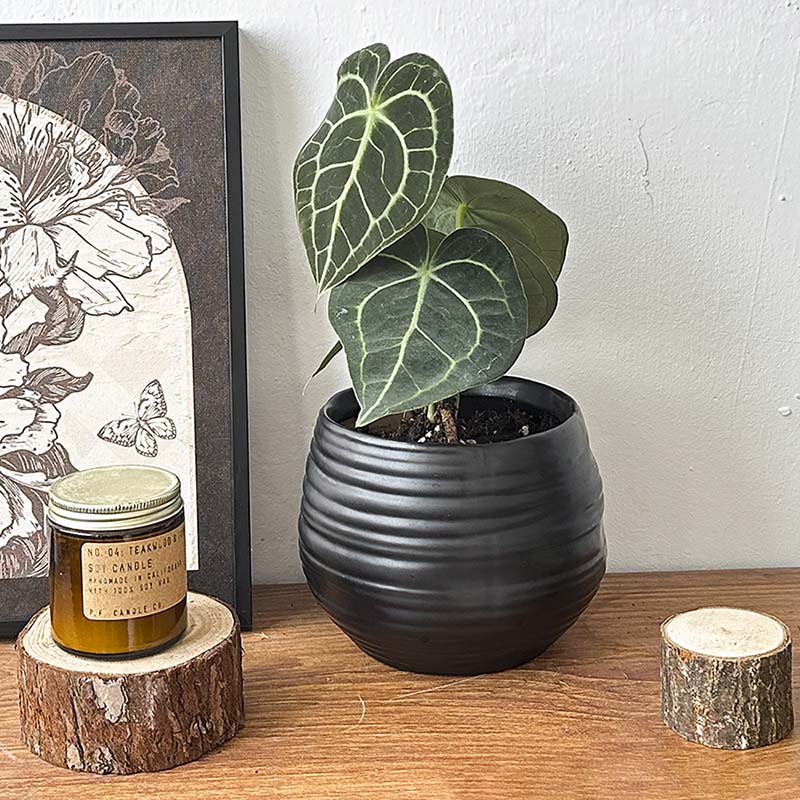 Black ceramic plant pot with modern ribbed design